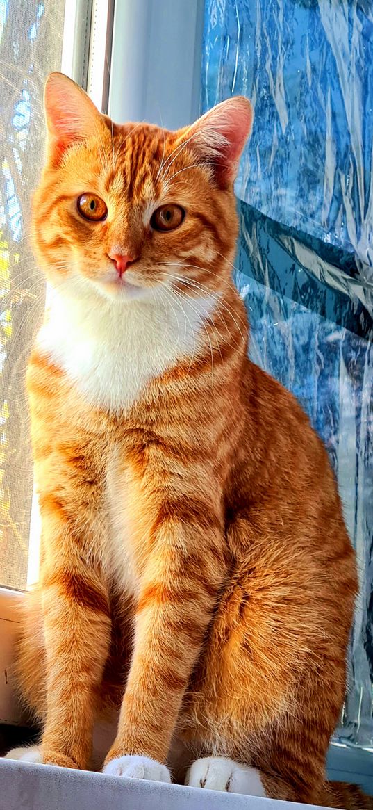 cat, ginger, animal, window