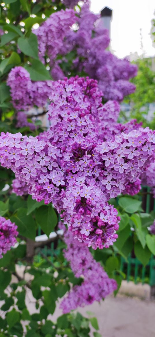 lilac, flowers, flowering, spring, plant, nature