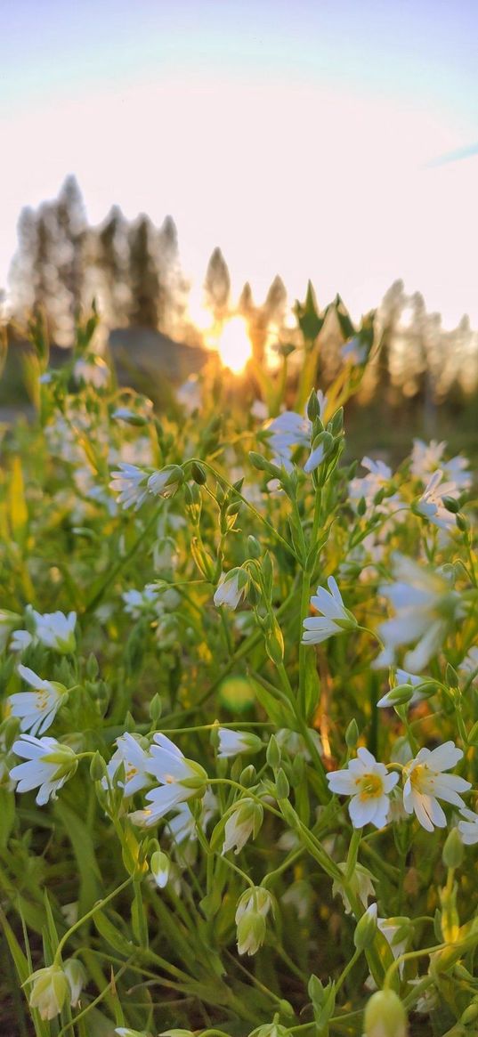 flowers, summer, природа, лето, цветы, поле