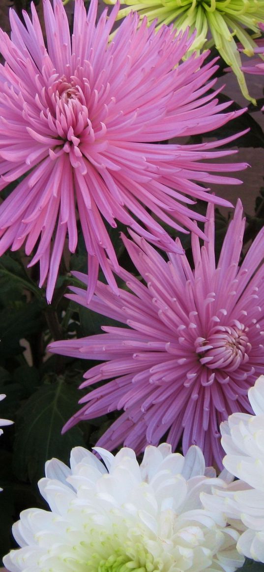 chrysanthemums, flowers, different, bright, bouquets
