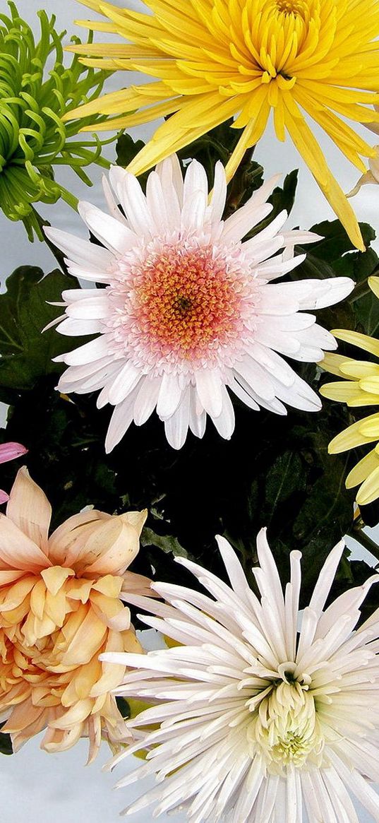 chrysanthemums, flowers, bouquet, bright, different