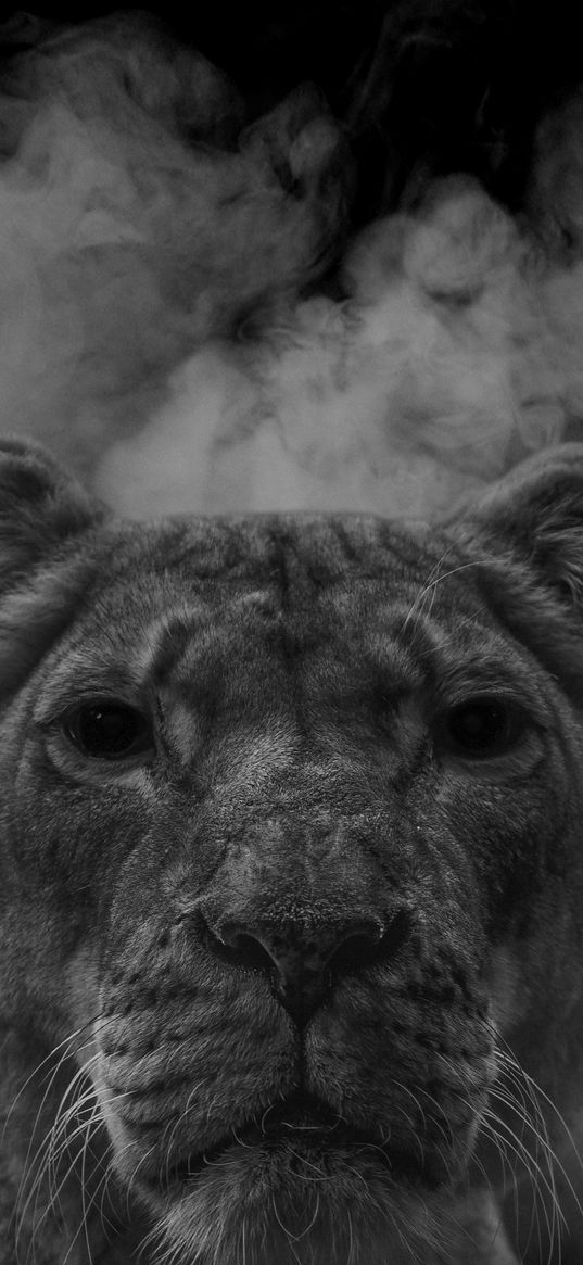 bw, lioness, wallpaper, large