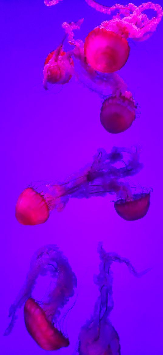 jellyfish, neon, light, purple background