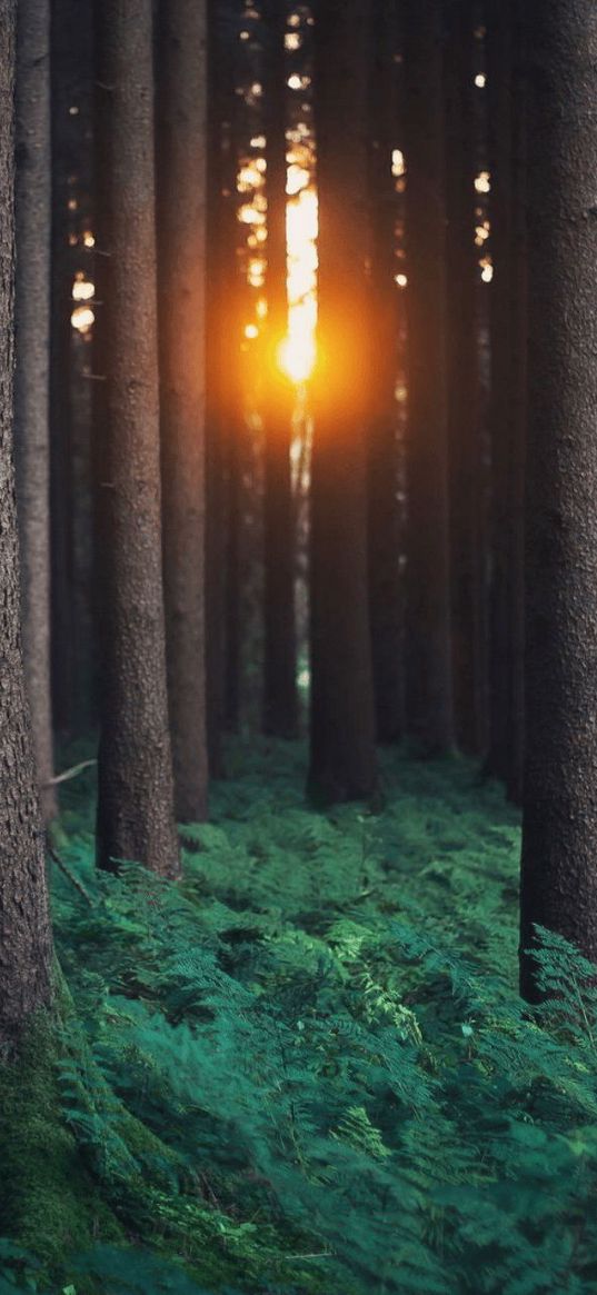 forest, light, sun, sunset, fern, nature