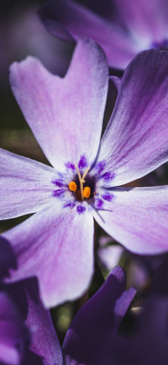 phlox, flower, petals, macro, purple