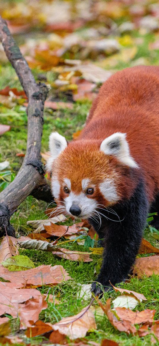 red panda, leaves, branches, dry, wildlife, animal