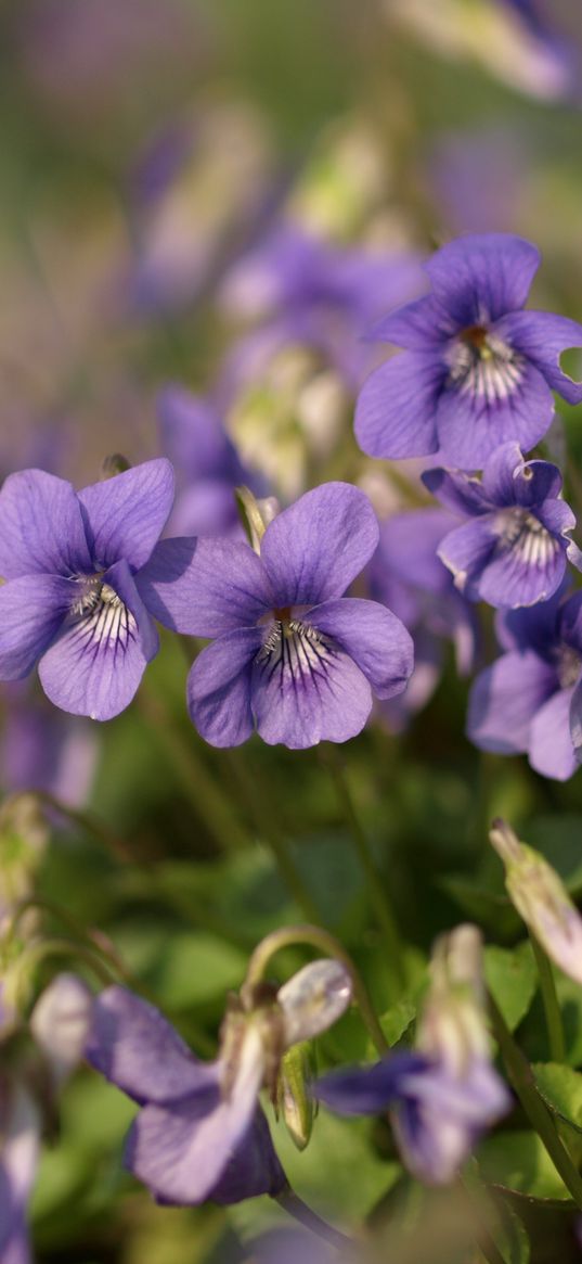 violets, flowers, petals, purple