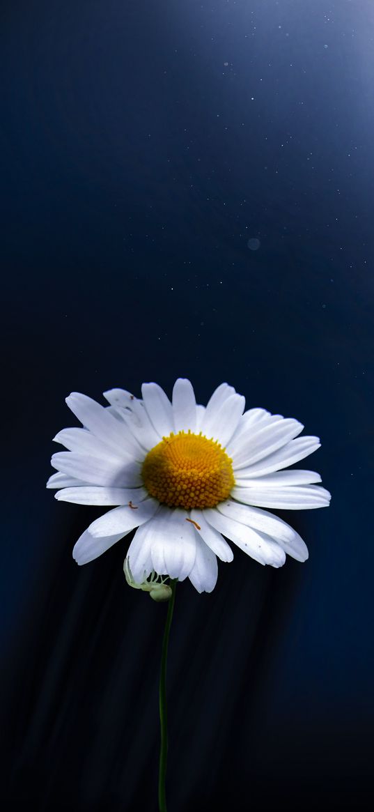 chamomile, flowers, plant, nature, blue background