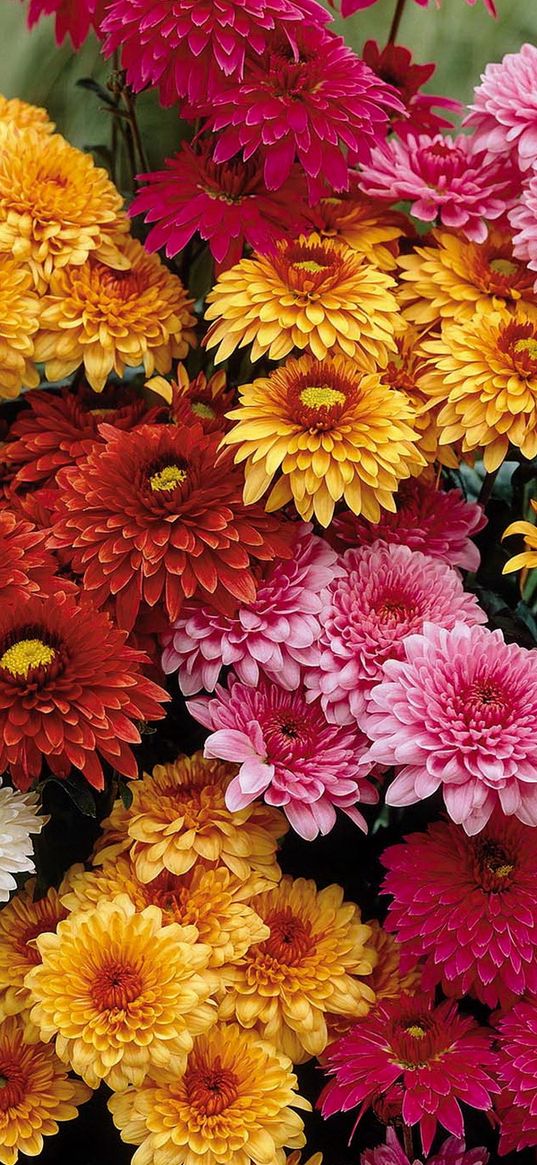 chrysanthemums, flowers, bouquet, different, bright, beautiful