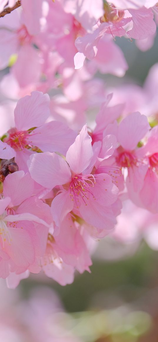 sakura, petals, branch, flowers, pink