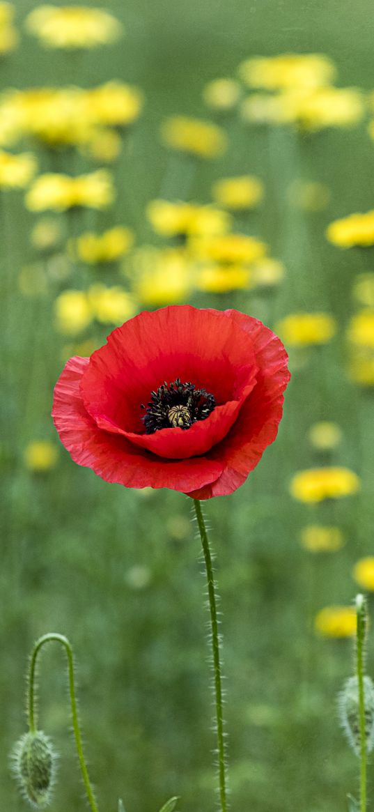 poppy, flowers, blur, macro