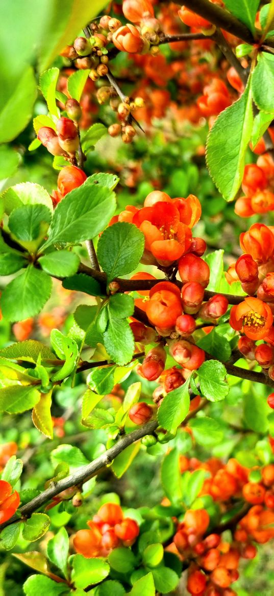 pigwa, quince, berries, red berries, tree, plant, green, nature