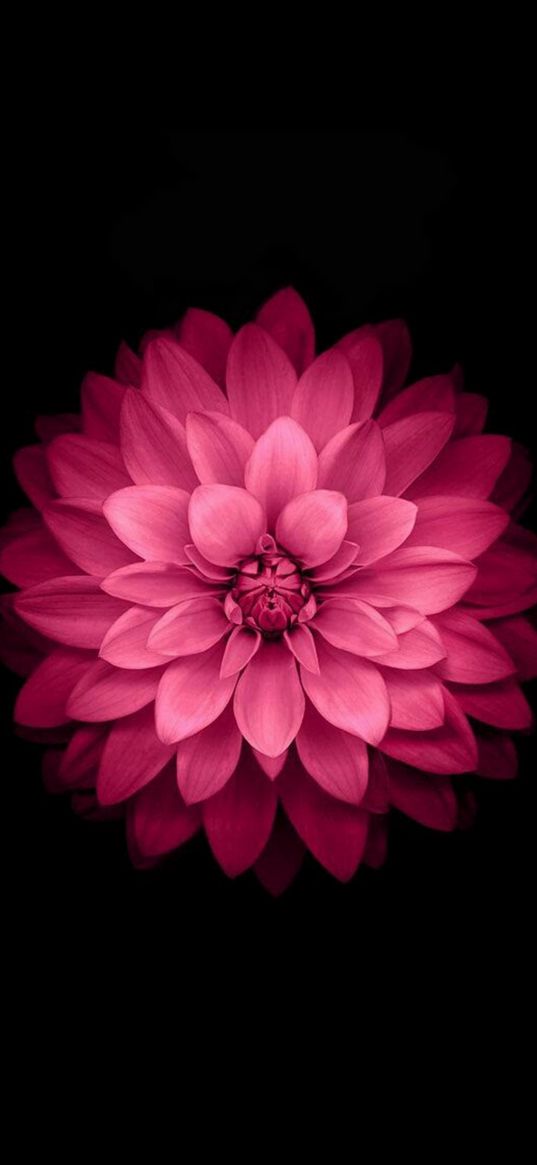 pink, flower, dark, black, 4k