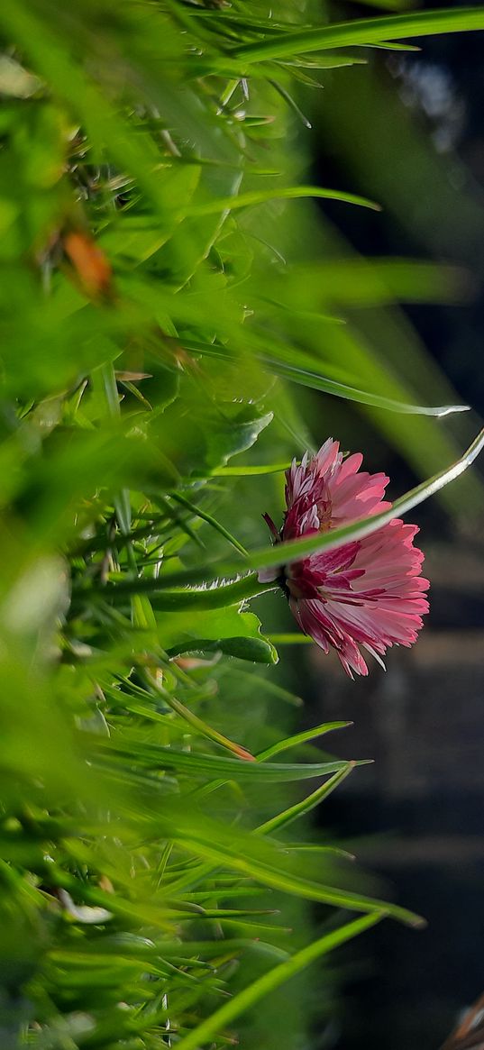 daisy, flower, grass, light