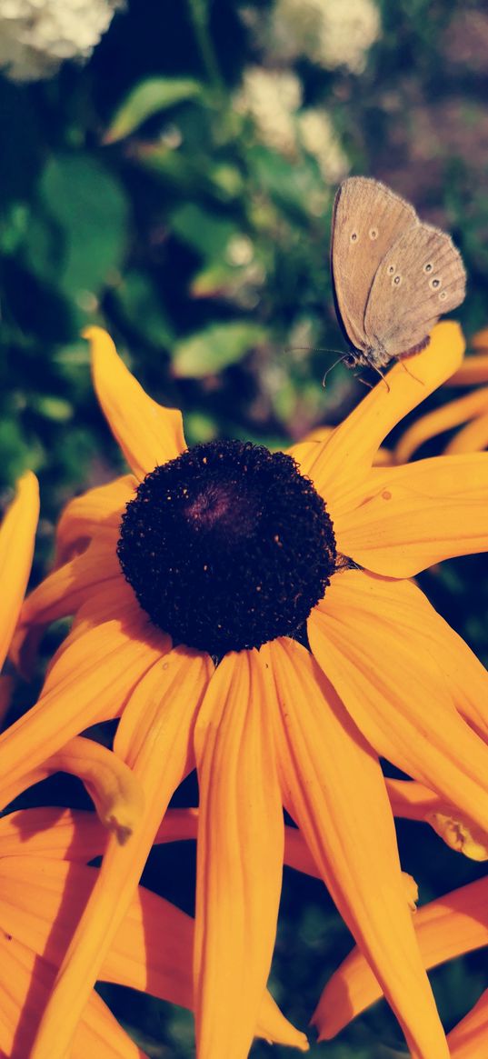 rudbeckia, flowers, flower, butterfly, nature