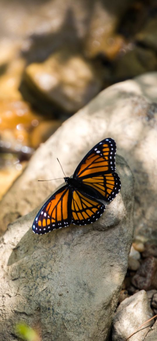 monarch, butterfly, stone, macro