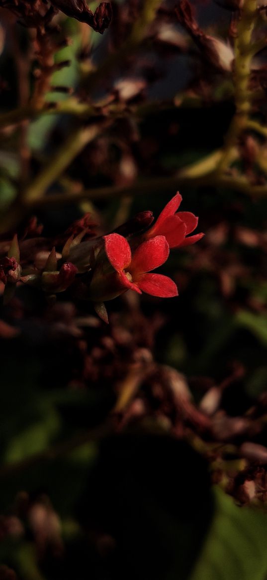 kalanchoe, flowers, bloom, plant, blur, macro