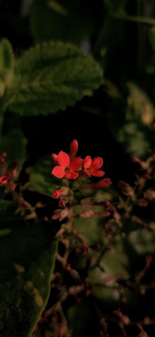 kalanchoe, flowers, bloom, plant, macro, blur