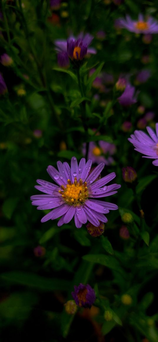 aster, lilac, flowers, flower, bush, leaves, nature