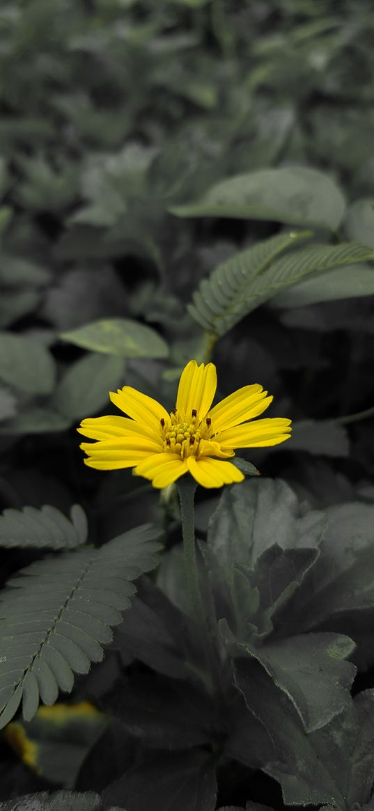 calendula, flowers, yellow, macro, greenery, plant, nature