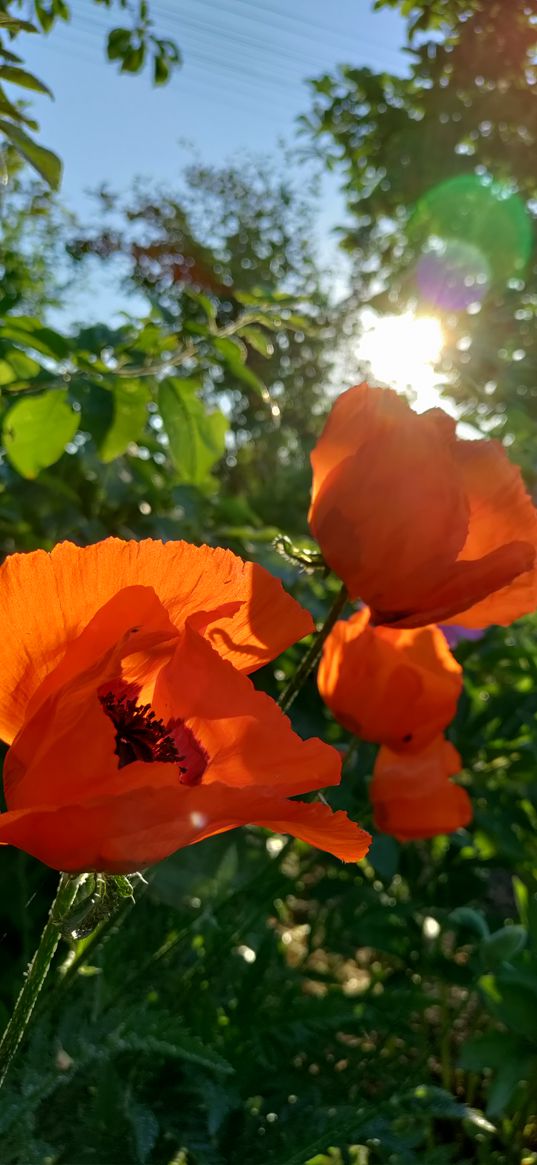 poppy, flowers, flower, light, leaves, plant, nature