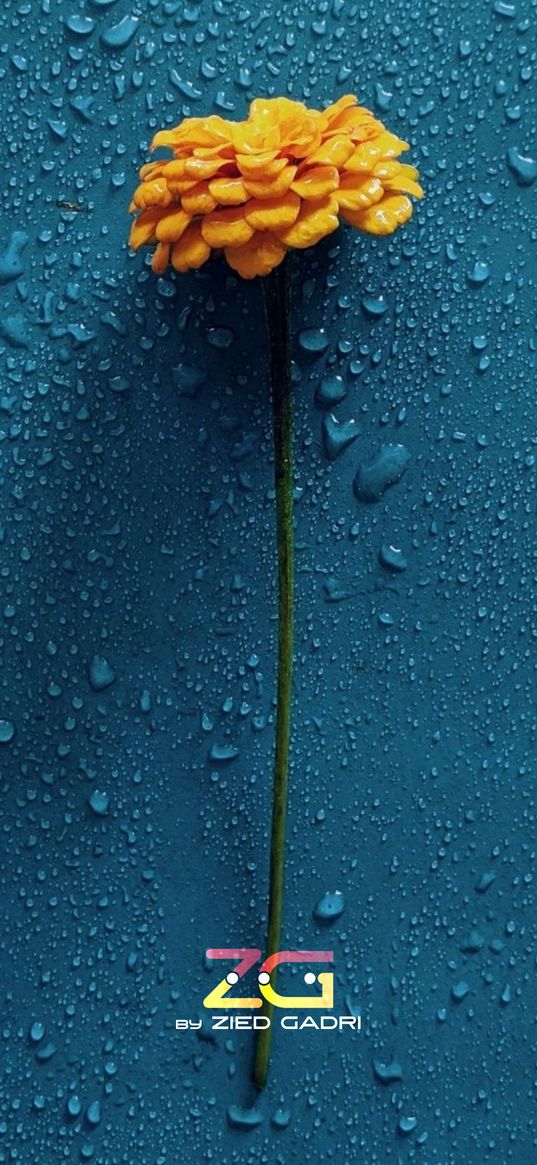 flower, yellow, drops, dew, blue background