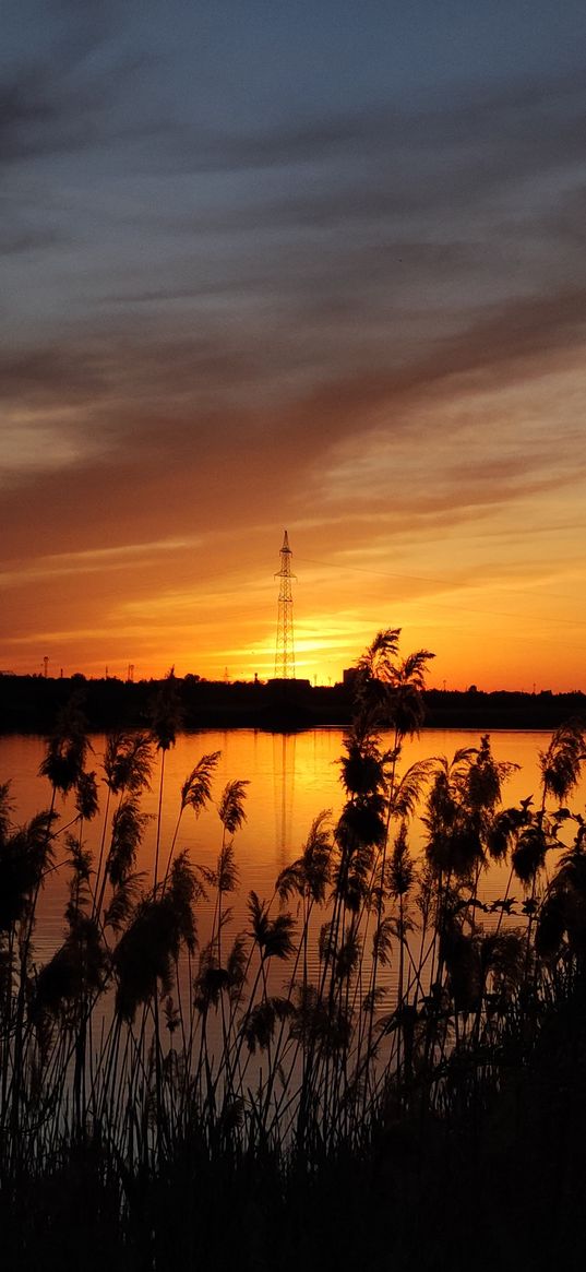 sunset, reeds, water