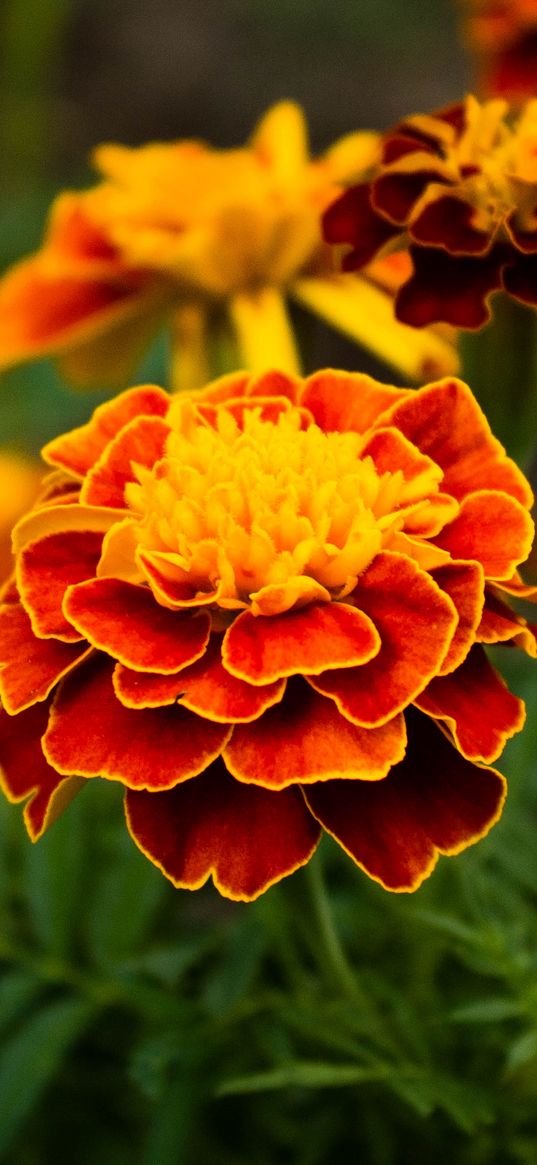 marigolds, flowers, petals, macro