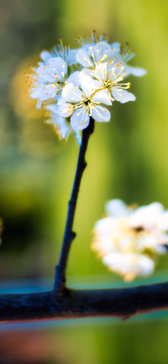 apple tree, flowers, stamens, bloom, blur