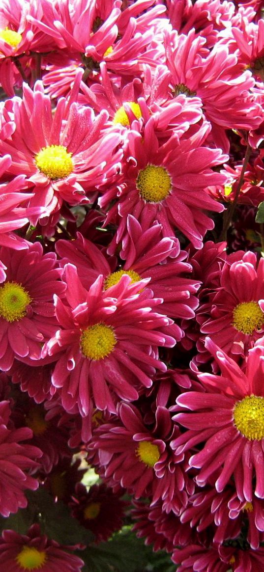 chrysanthemums, flowers, garden, beauty