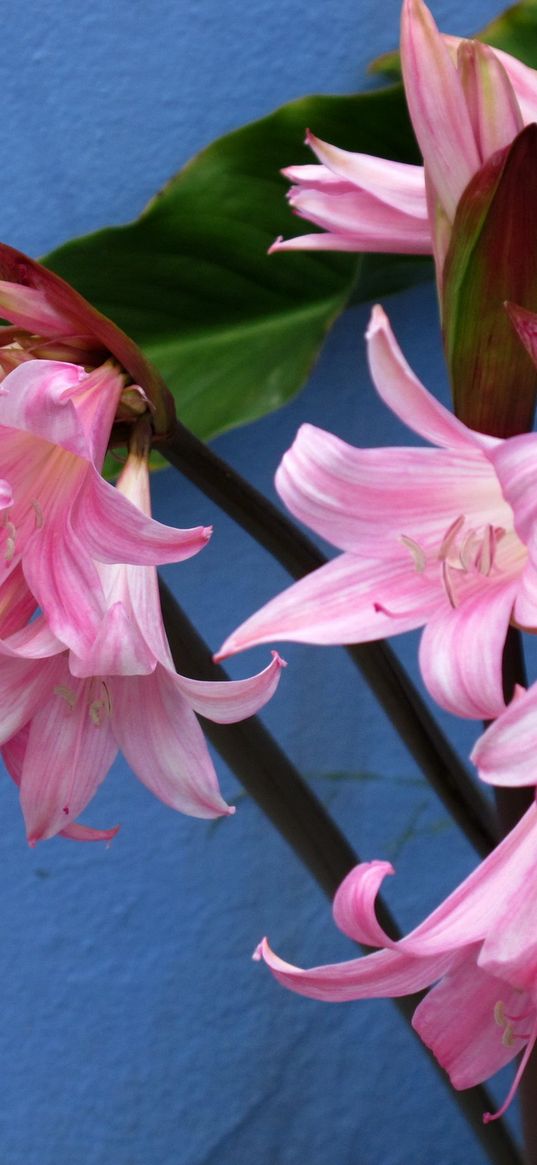 amaryllis, flower buds, close-up