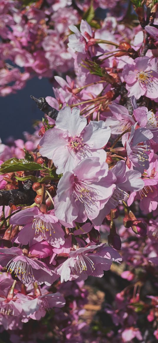 plum, flowers, petals, buds, branch