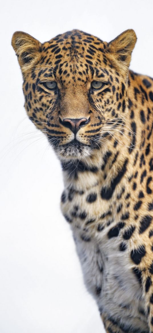 leopard, glance, big cat, predator, wildlife