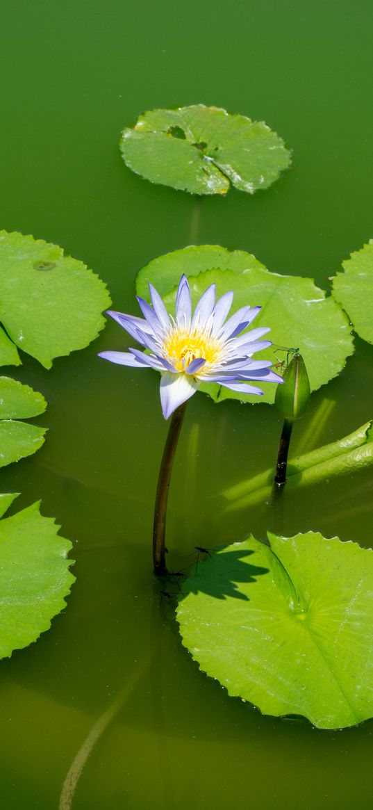 lotus, water lily, flower, petals, water