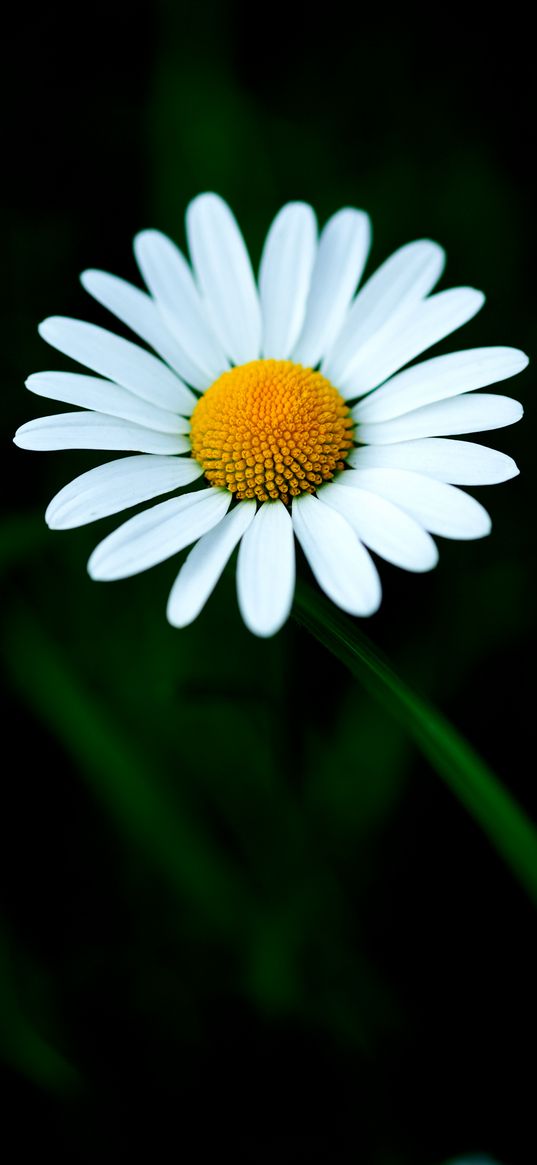 chamomile, petals, flower, macro, white, yellow