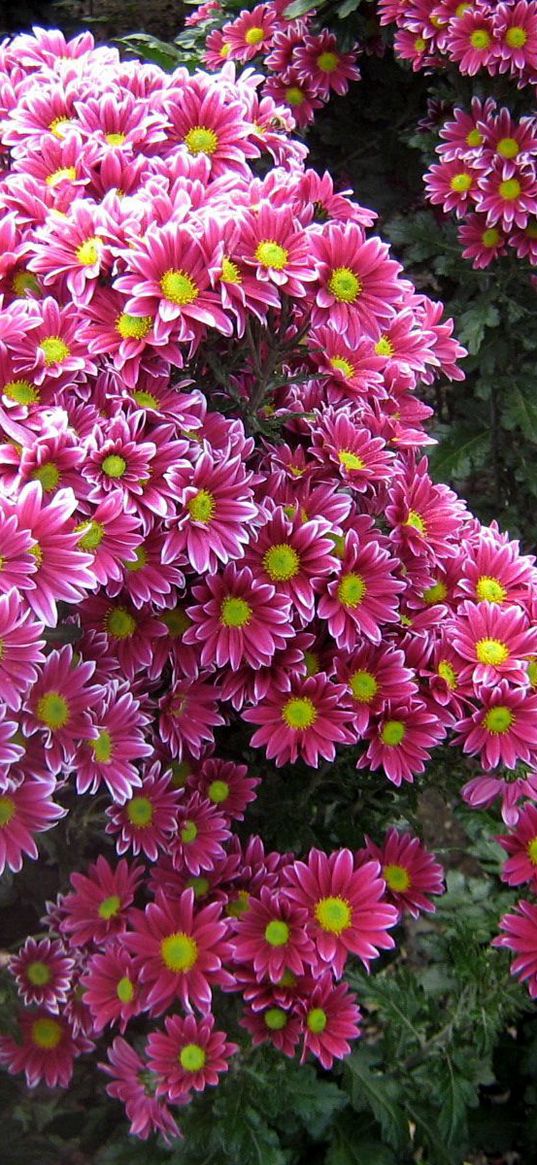 chrysanthemums, flowers, garden, green