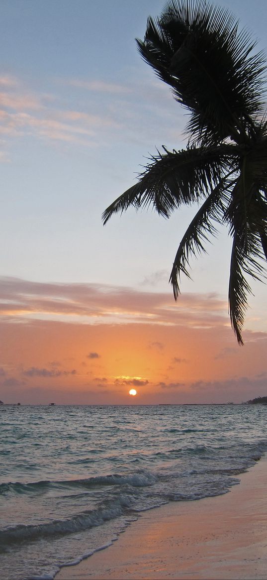 sea, coast, palm tree, tropics, sunrise