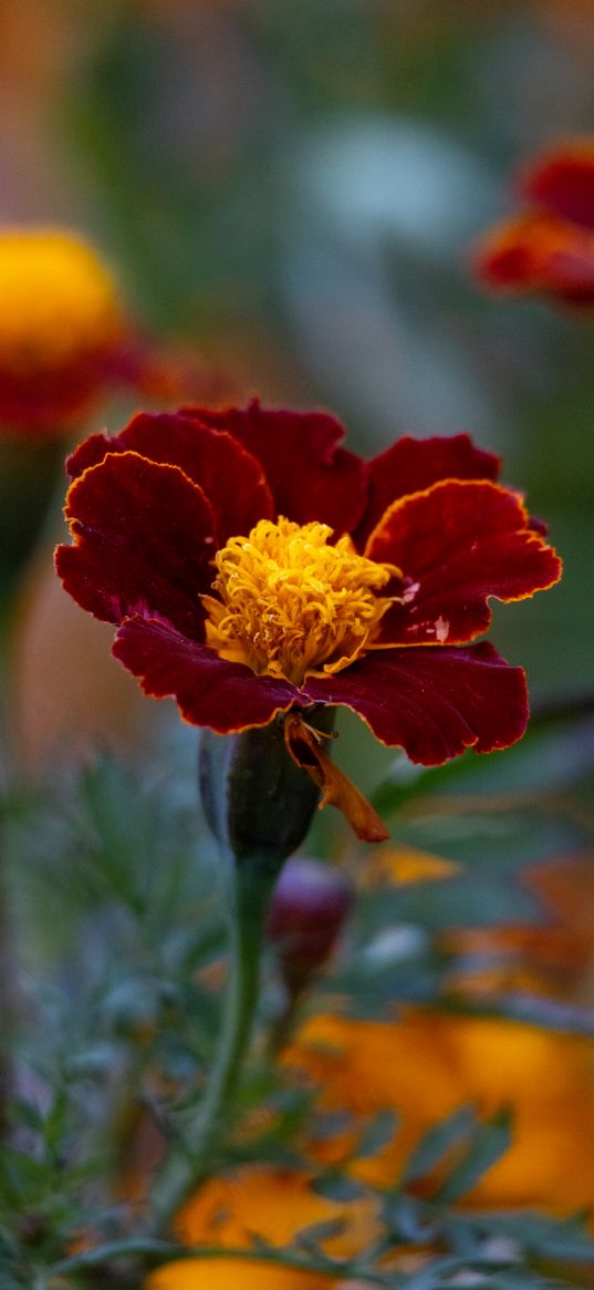 marigold, flower, petals, macro