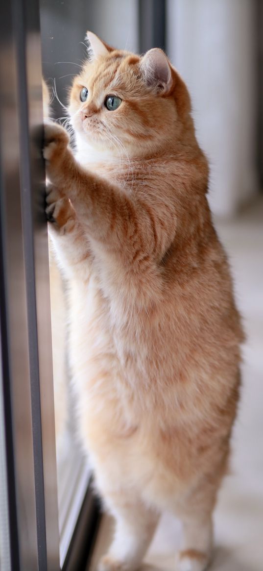 cat, animal, ginger, window, cute