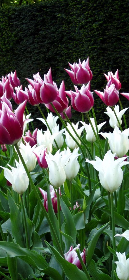 tulips, flowers, flowerbed, park, spring