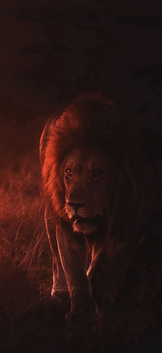 lion, animal, jungle, safari, sunset, wildlife, nature