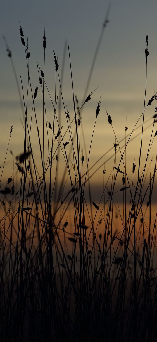 grass, silhouettes, twilight