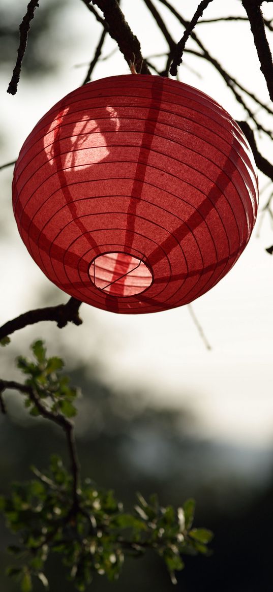 chinese lantern, branch, tree