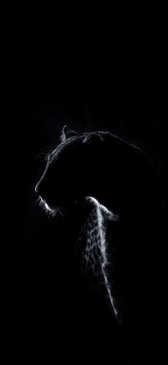 leopard, predator, big cat, silhouette, darkness, black background