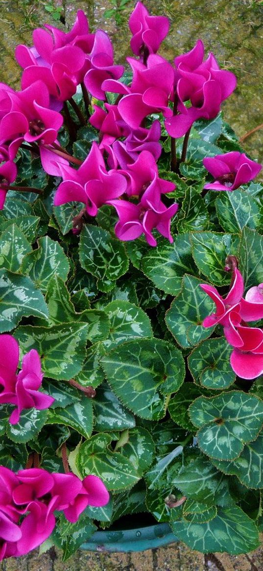 cyclamen, flower, leaves, sidewalk, planters