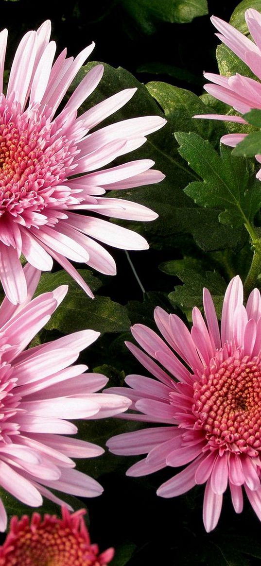 asters, flowers, herbs, petals