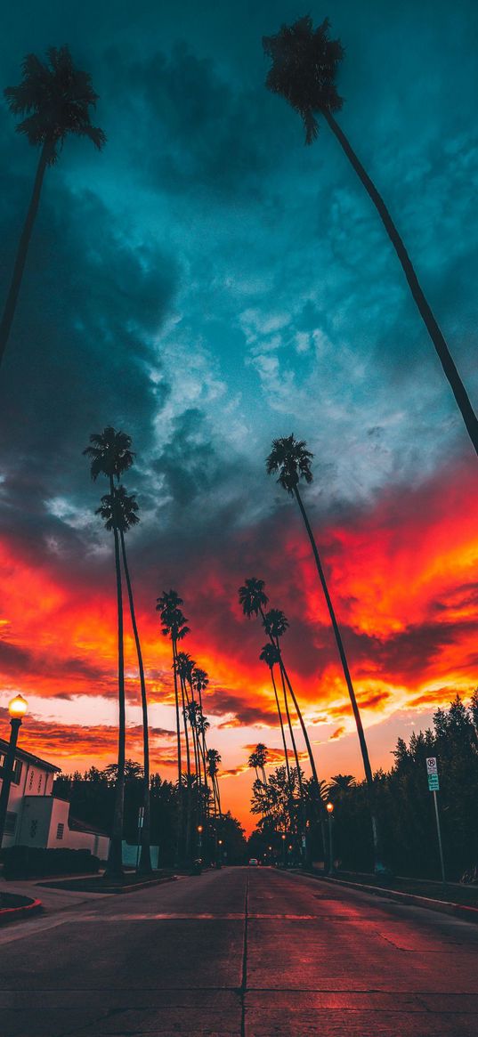 street, palm trees, sky