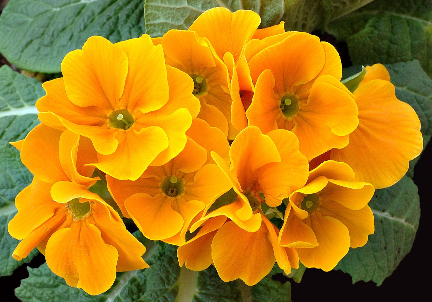 primrose, flower, close-up, yellow, leaves