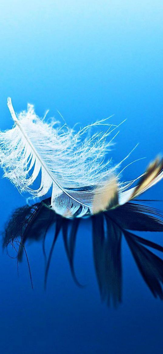 feather, bird, blue