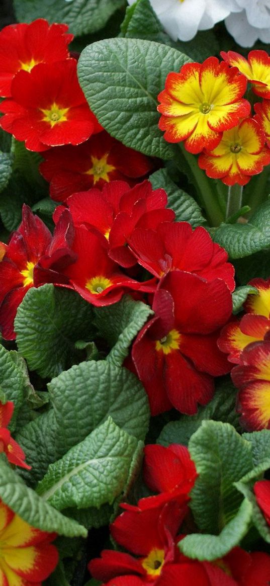 primrose, flowers, many, brighter, different